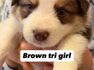 Border Collie dogs Litter of collie pups - Advert 4