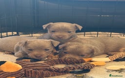 Jack Russell dogs for sale: Wenlock JRT Lilac Bitch (Last one left)  - Image 1