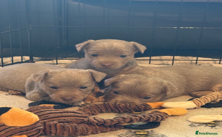 Jack Russell dogs - Advert 1