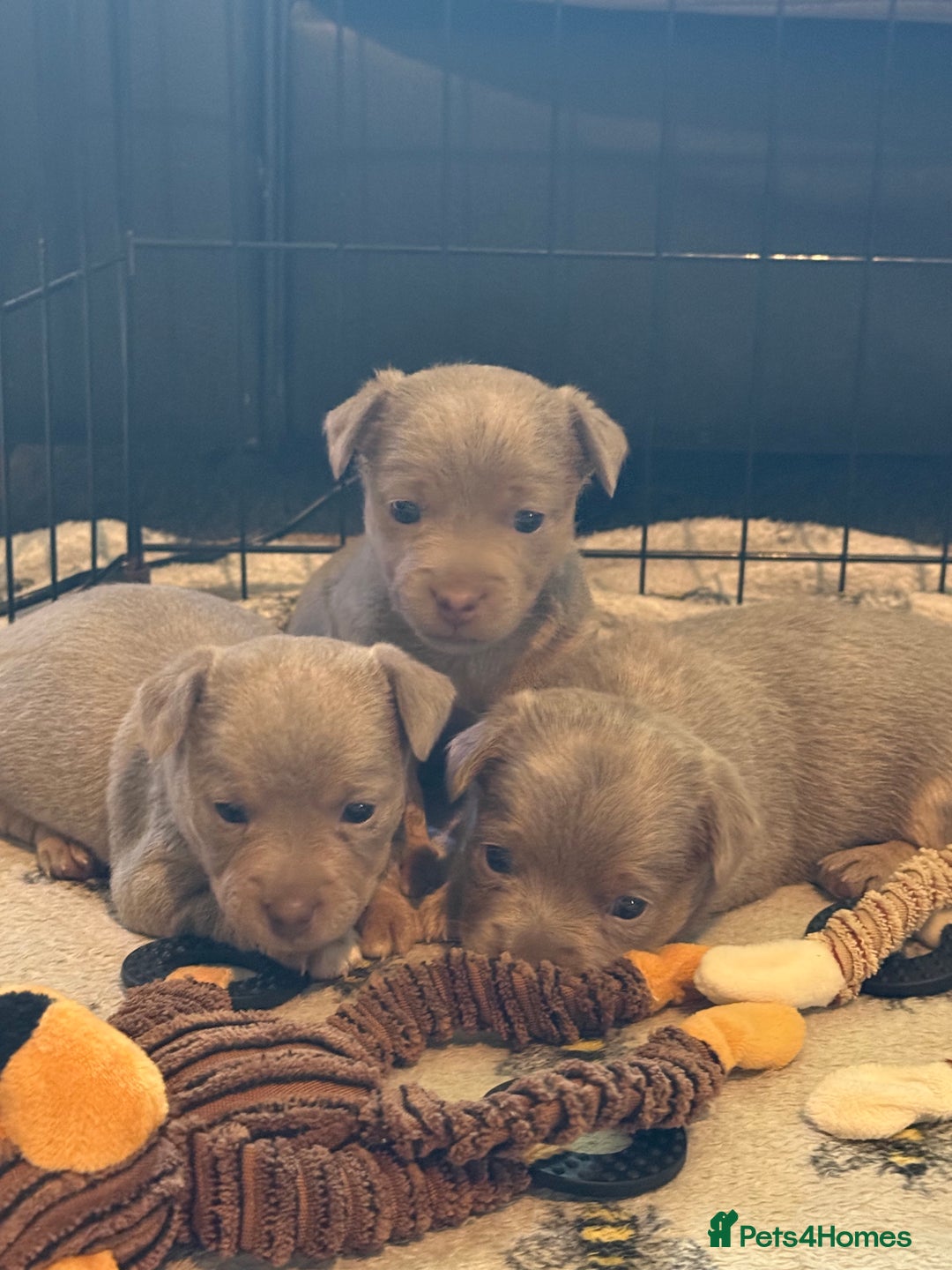 Jack Russell dogs for sale: Wenlock JRT Lilac Bitch (Last one left)  - Image 1