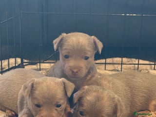 Jack Russell dogs for sale - Advert 1