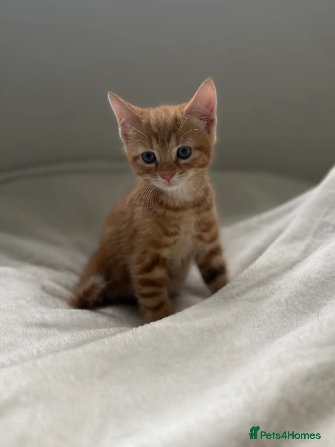 Mixed Breed cats for sale: Kitten male - Advert 4