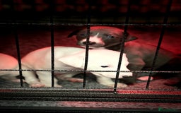 Whippet dogs for sale: KC Registered Whippet Puppies - Image 6