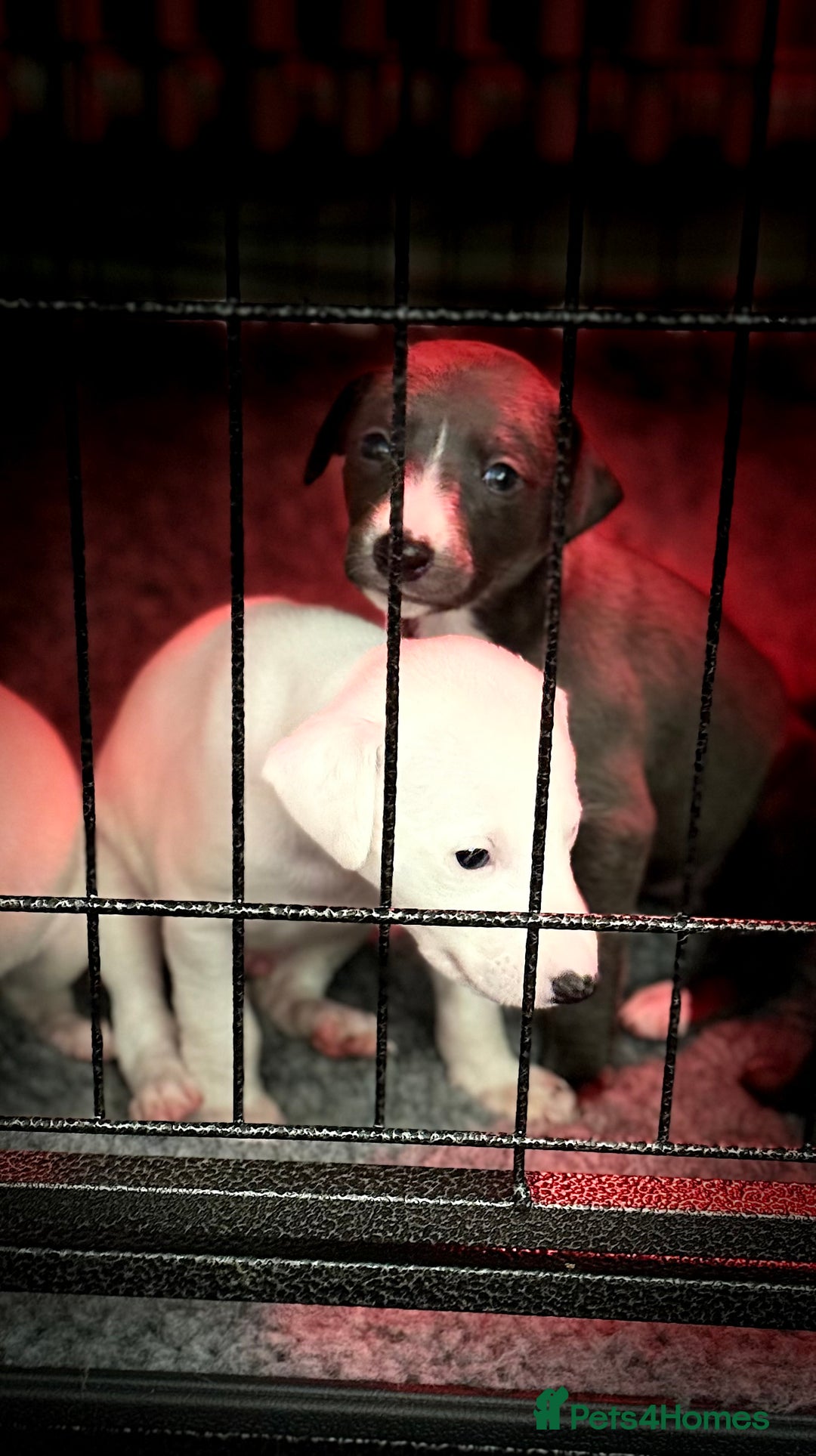 Whippet dogs for sale: KC Registered Whippet Puppies - Image 6