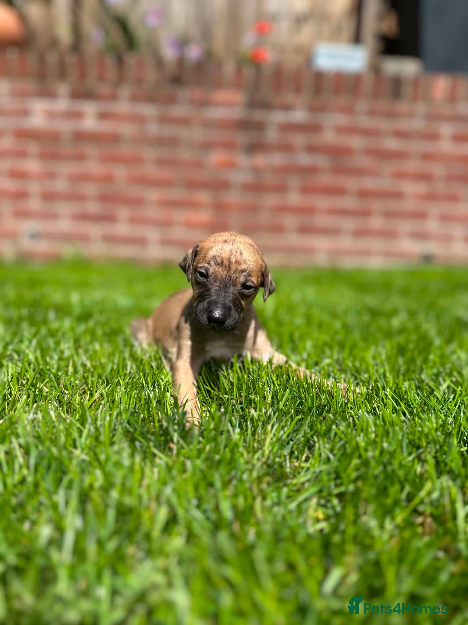 Whippet dogs STUNNING RED BRINDLE BOY & BRINDLE PARTI-COLOUR - Advert 1