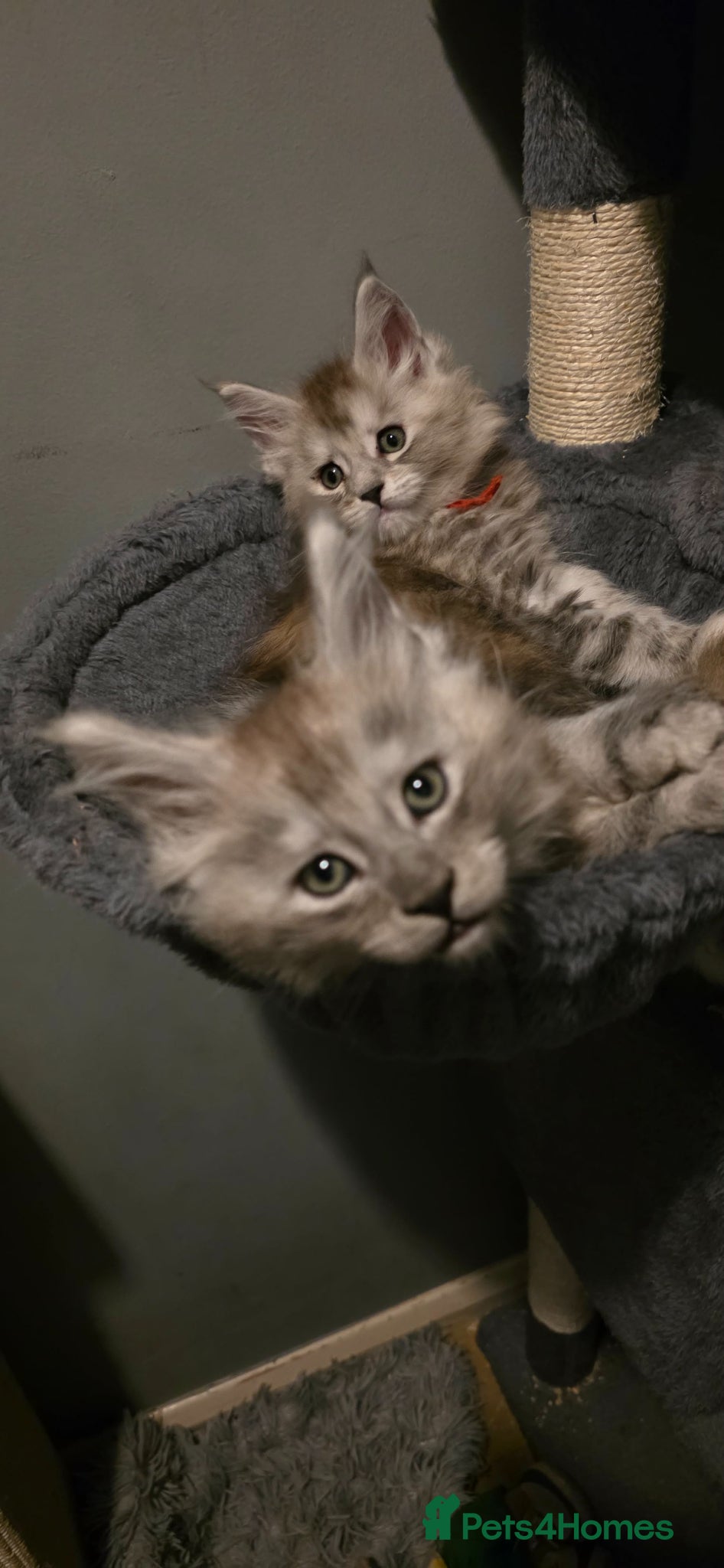 Maine Coon cats 1last Tica Registered girl left for Sale - Advert 2