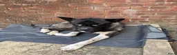 Akita dogs for sale: Akito in London - Advert 1
