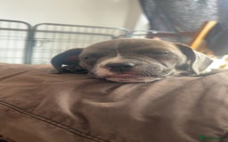Mixed Breed dogs for sale: Bull weiners 8 weeks old  - Image 4