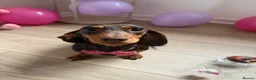 Miniature Dachshund dogs for sale: Miniature dachshund in Glasgow - Advert 10