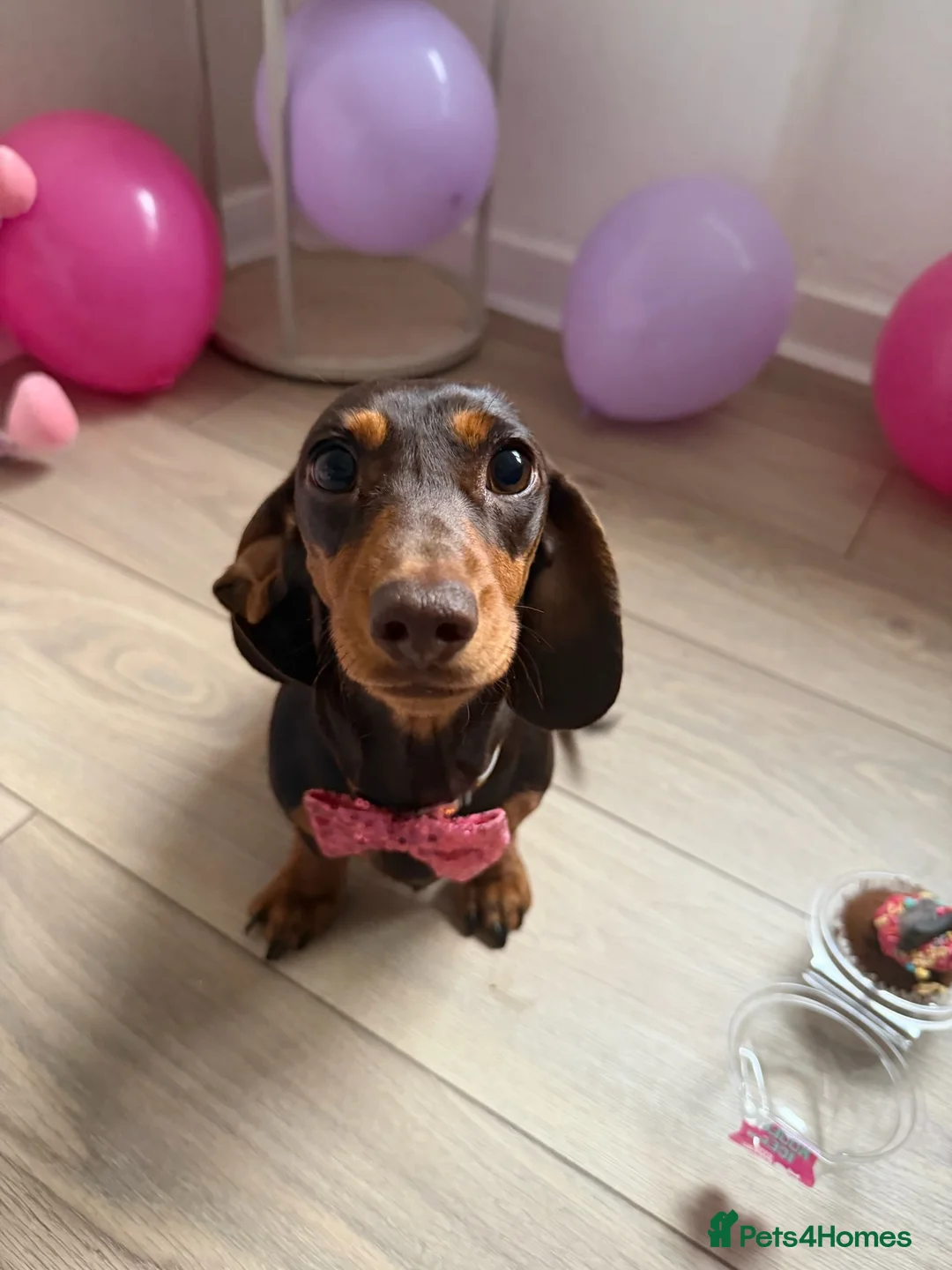 Miniature Dachshund dogs for sale: Miniature dachshund in Glasgow - Advert 10
