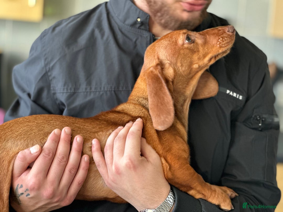 Dachshund dogs for sale: Our beautiful Foxy is looking for a family - Advert 4