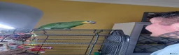 Parrots birds for sale: Kiki is a 9 month old Orange-winged Amazon Parrot  - Advert 2