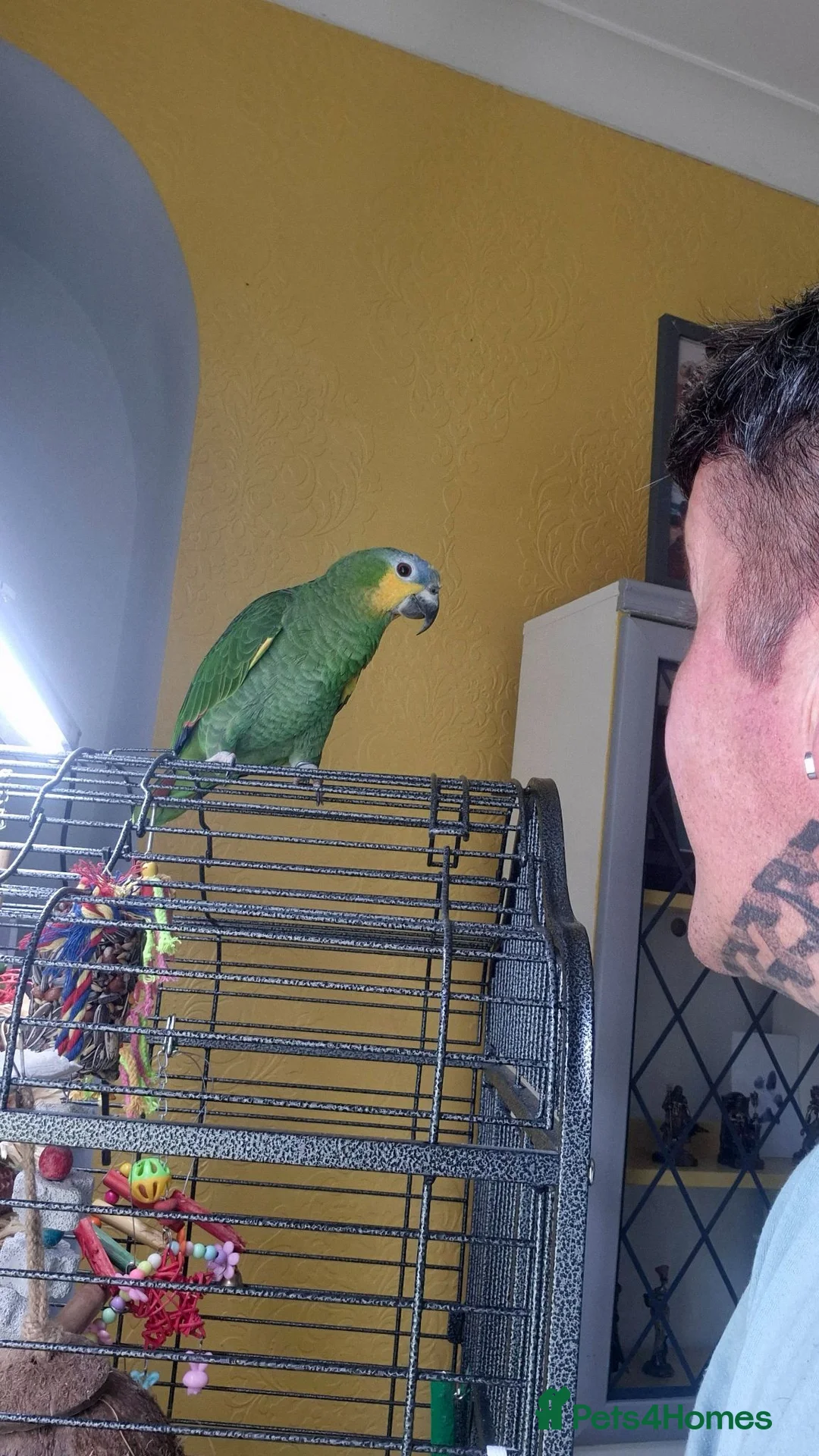 Parrots birds for sale: Kiki is a 9 month old Orange-winged Amazon Parrot  - Advert 2