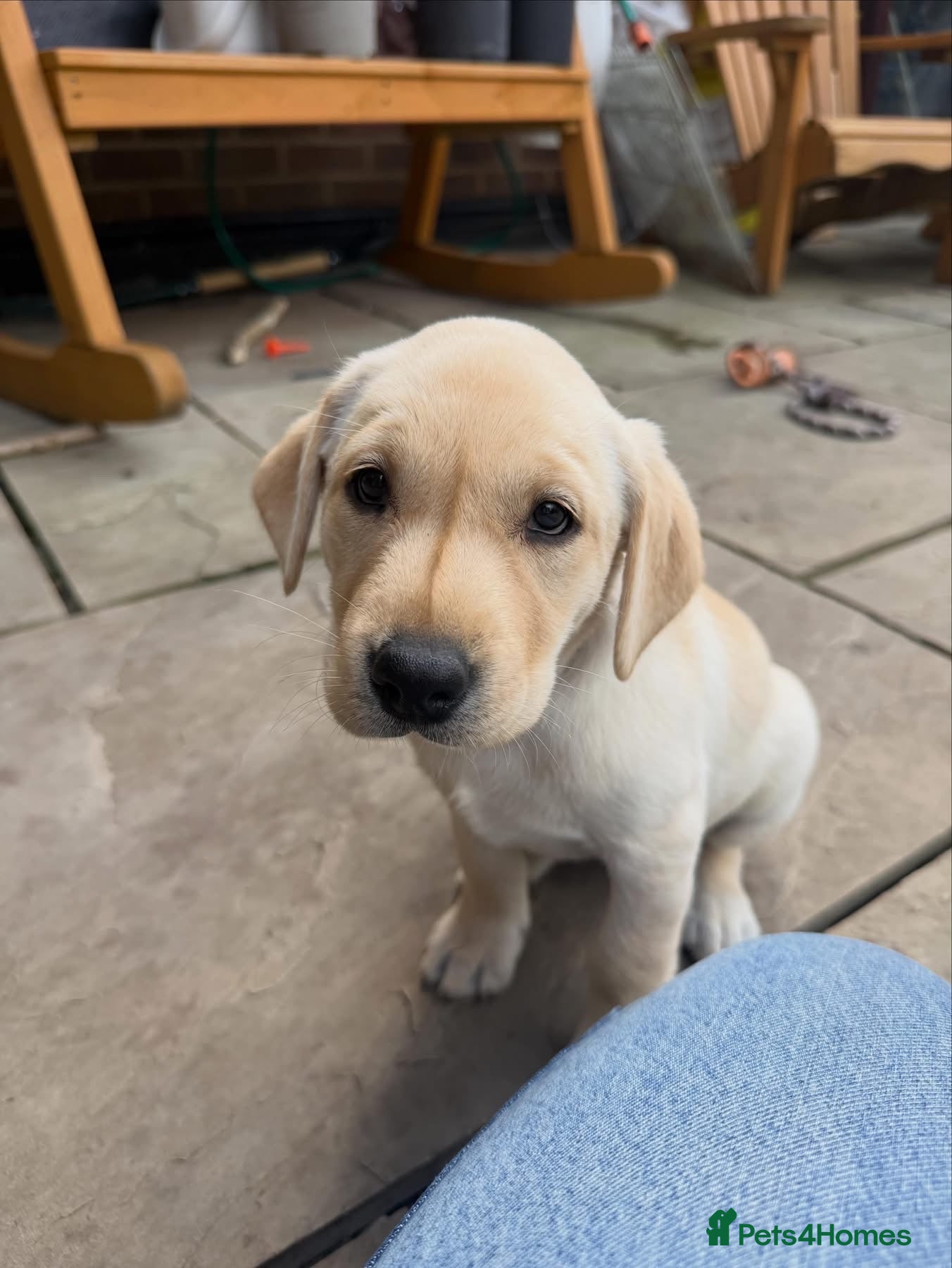 Labrador Retriever dogs Last girl of the litter “Pickle”  - Advert 6