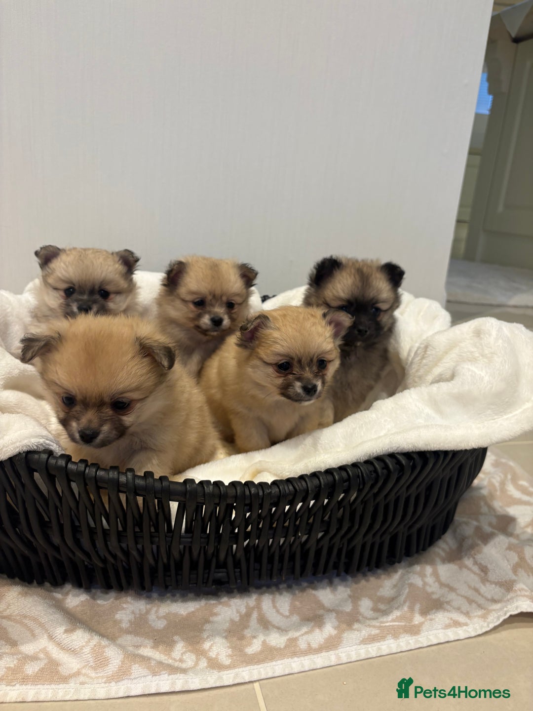Pomchi dogs for sale: Pomchaws  - Advert 1
