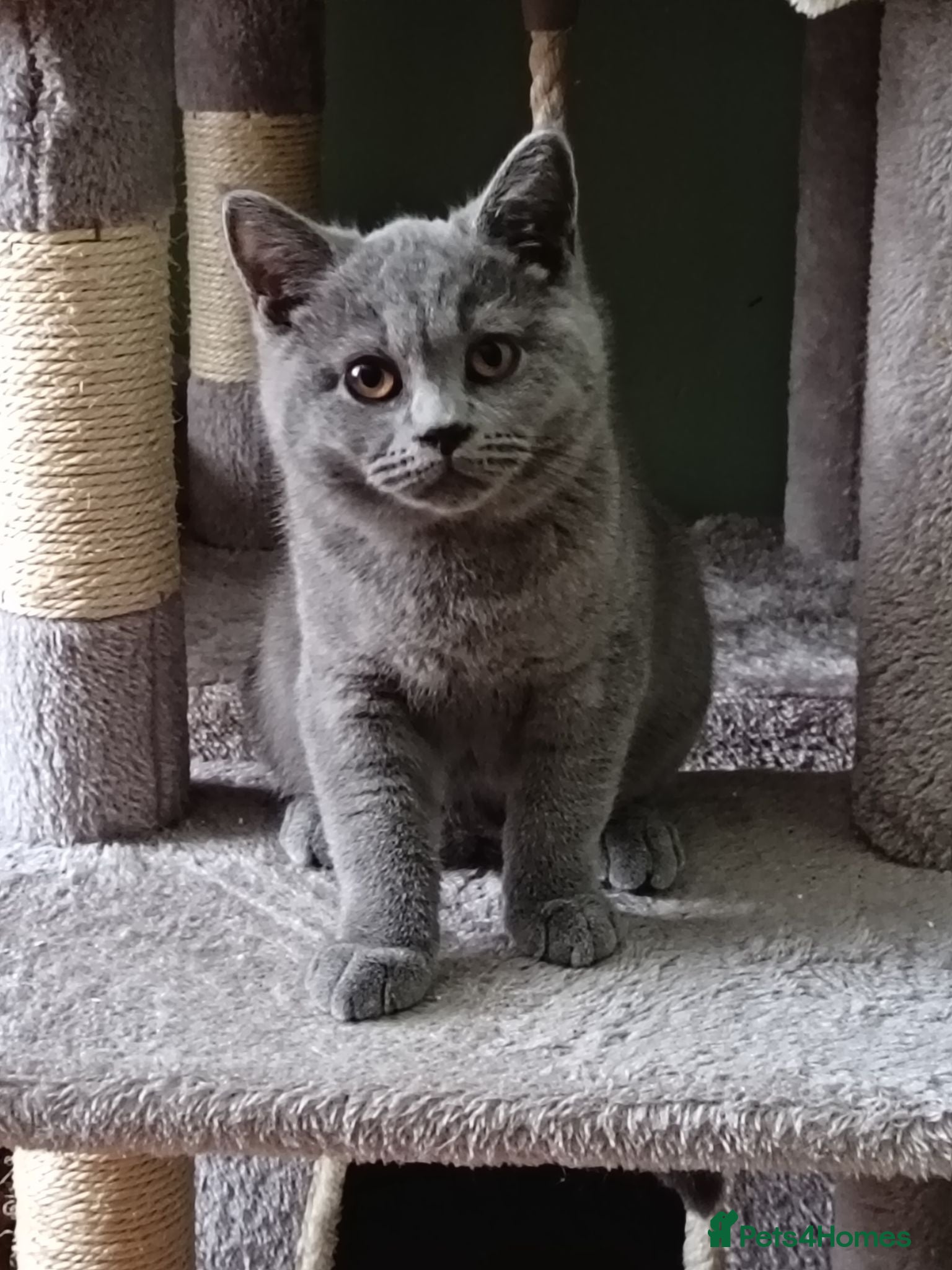 British Shorthair cats *Only 1 Beautiful Boy, GCCF Registered, Ready Now* - Advert 1