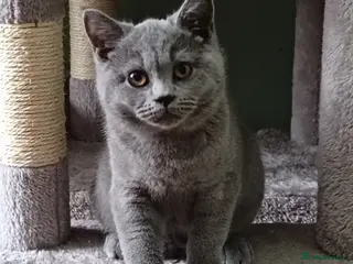 British Shorthair cats *Only 1 Beautiful Boy, GCCF Registered, Ready Now* - Advert 1
