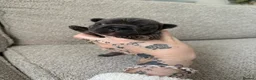 French Bulldog dogs for sale: ❤️💙💙French-bulldog puppies 💙💙❤️ - Advert 3