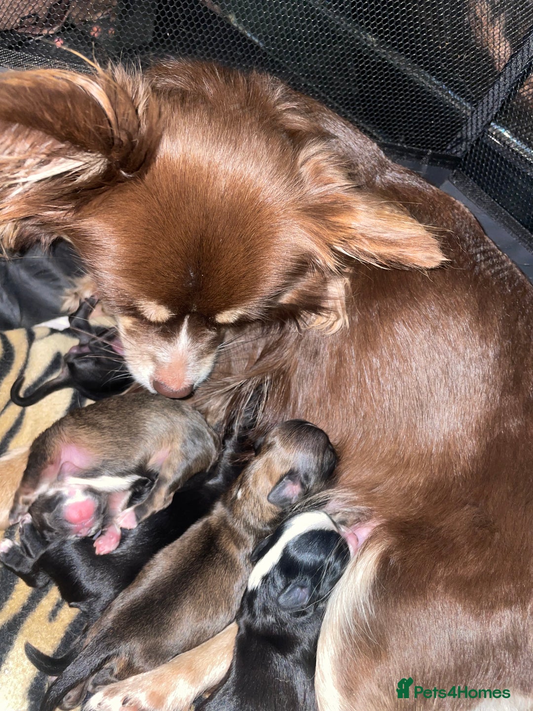 Mixed Breed dogs for sale: 6 Beautiful Babys - Image 10