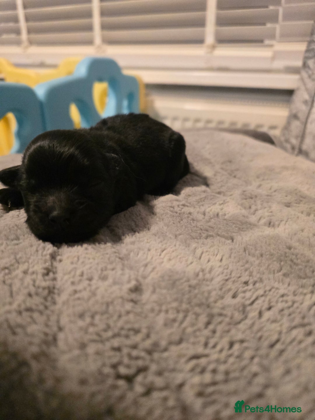Shihpoo dogs for sale: Shihpoo babies  - Advert 5
