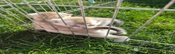 Bengal cats for sale: Rare Snow bengal x fold in Boston - Advert 6