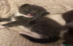 Domestic Shorthair cats for sale: Beautiful kittens  - Image 14