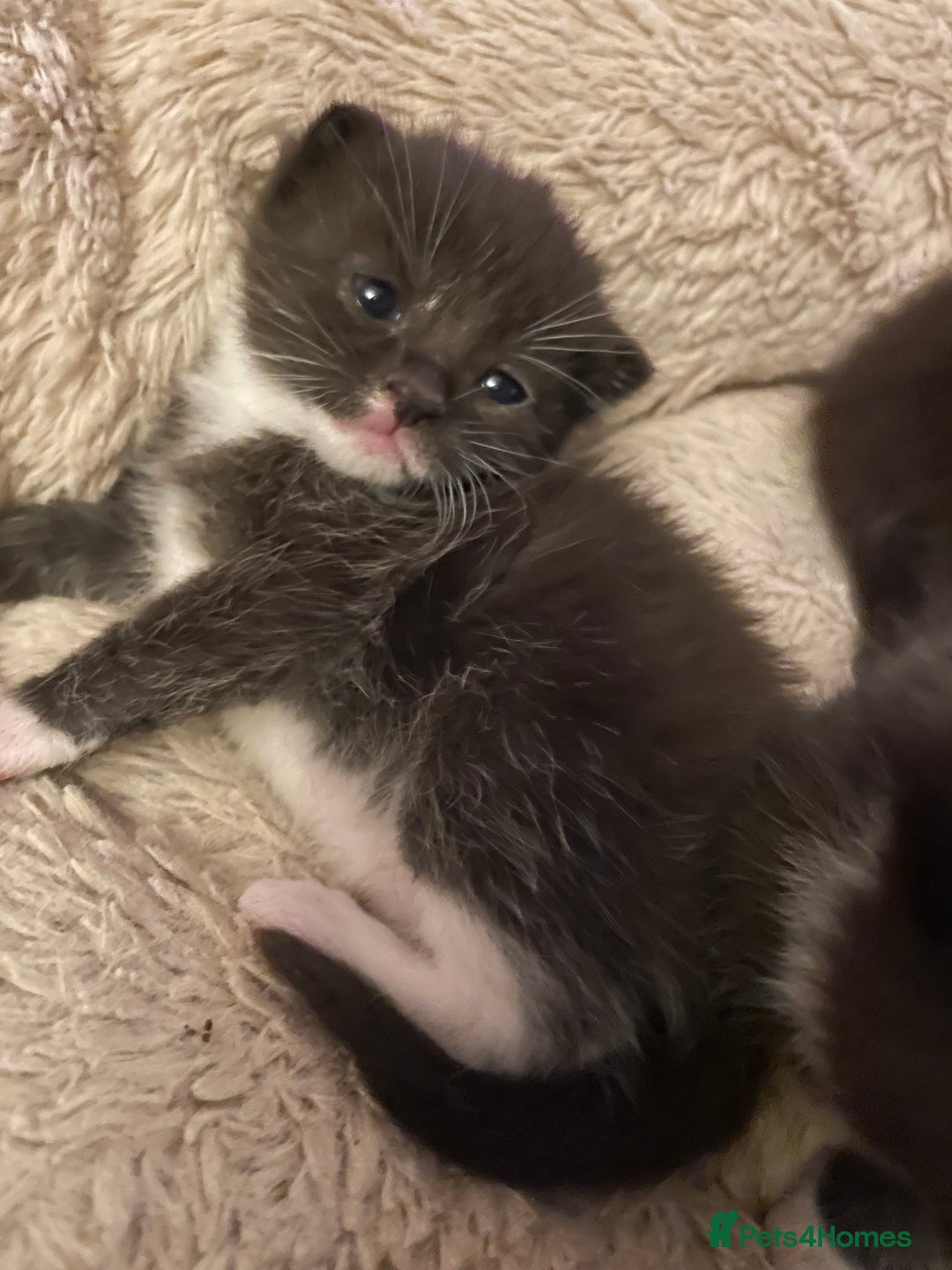 Domestic Shorthair cats for sale: Beautiful kittens  - Image 14