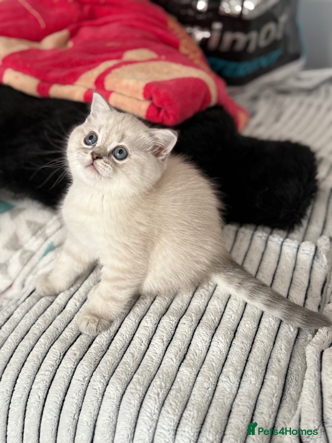 Scottish Fold cats for sale: 😻Stunning Pure breed Scottish fold kittens 😻 - Advert 20