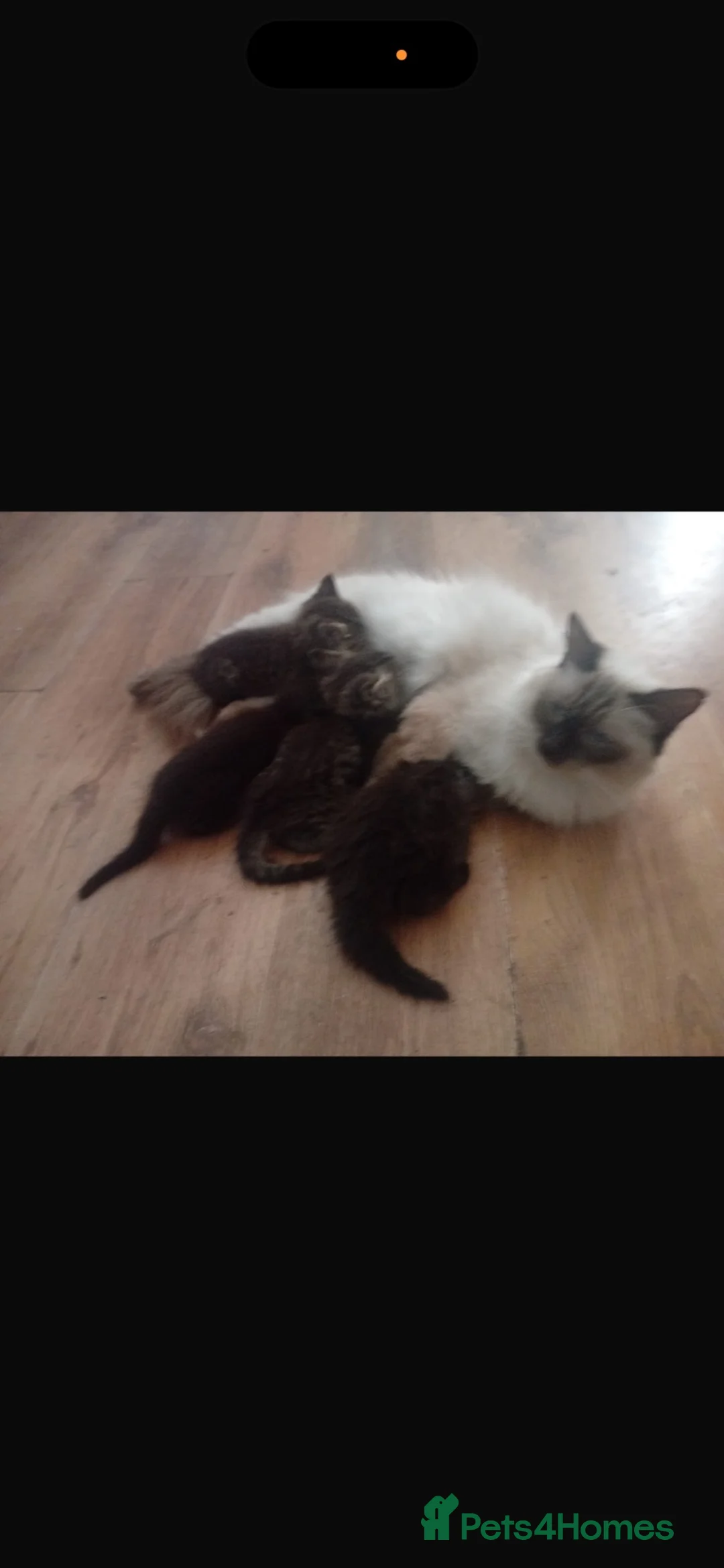 Ragdoll cats for sale: 5 beautiful ragdoll kittens for sale - Advert 1