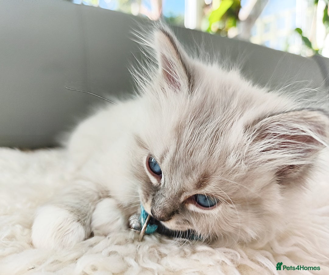 Ragdoll cats for sale: Gorgeous Snow Leocats: RagdollxSiberianxHimalayan! - Image 3