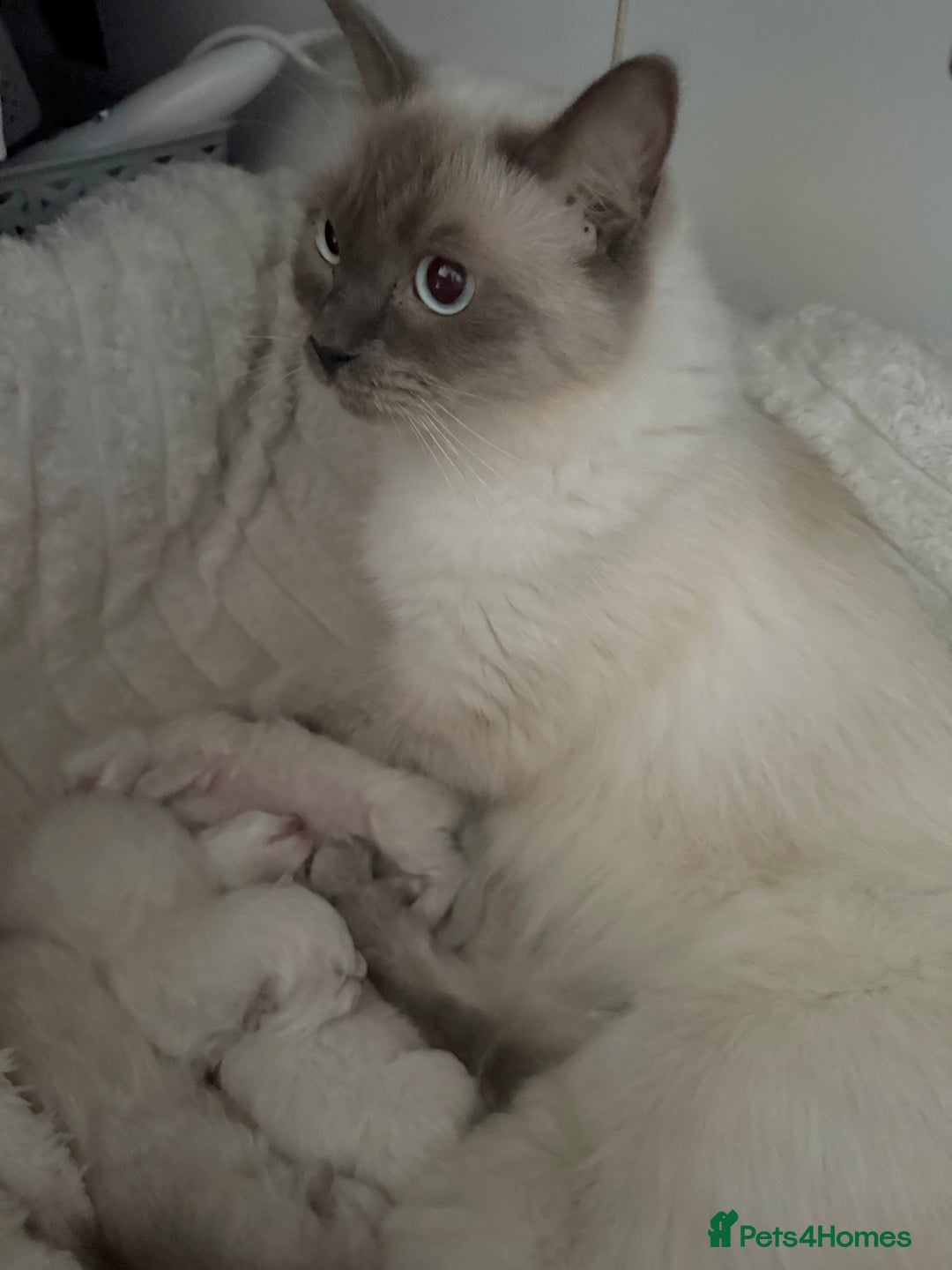 Ragdoll cats for sale: BLUE POINT RAGDOLL KITTEN - Advert 6