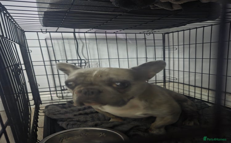 French Bulldog dogs - Advert 8