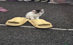 British Shorthair cats for sale: Adorable Kittens Looking for a Loving Home - Image 11
