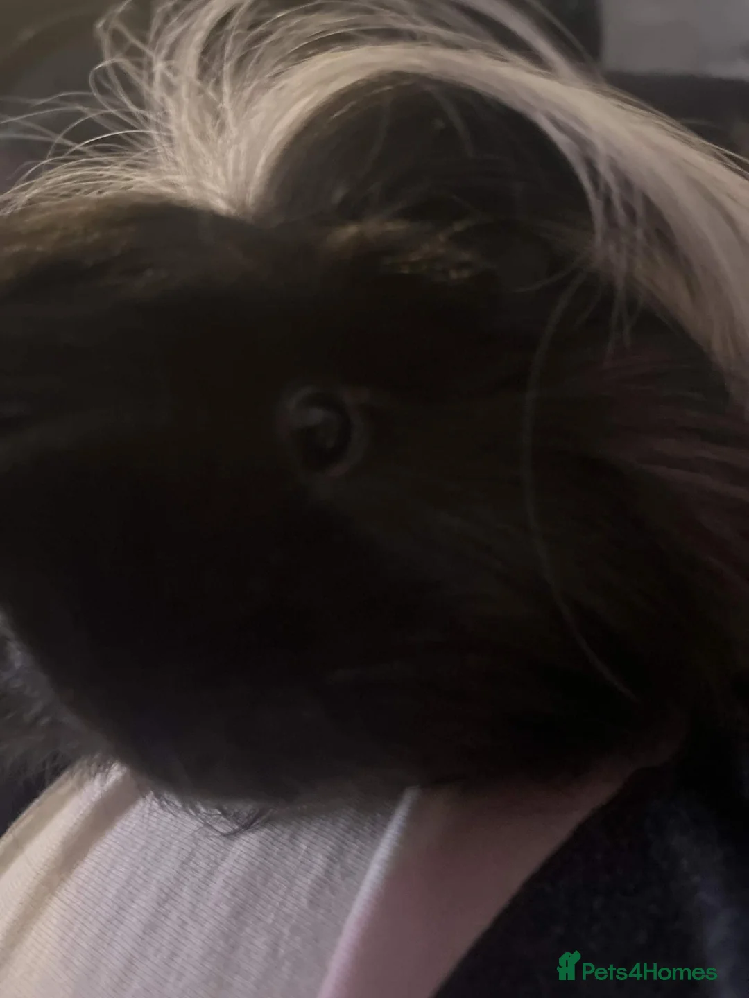Guinea Pig rodents for sale: guinea pig - Advert 3