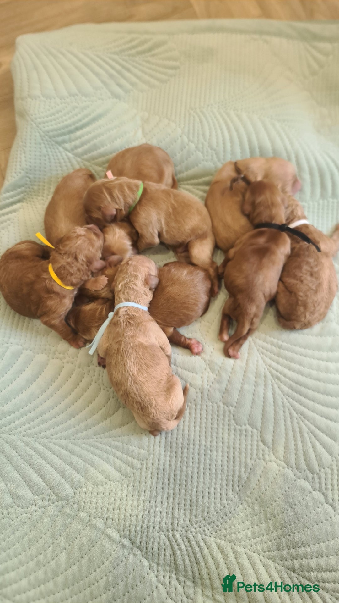 Goldendoodle dogs for sale: 🐾 Adorable Standard Goldendoodle Puppies 🐾 - Image 10