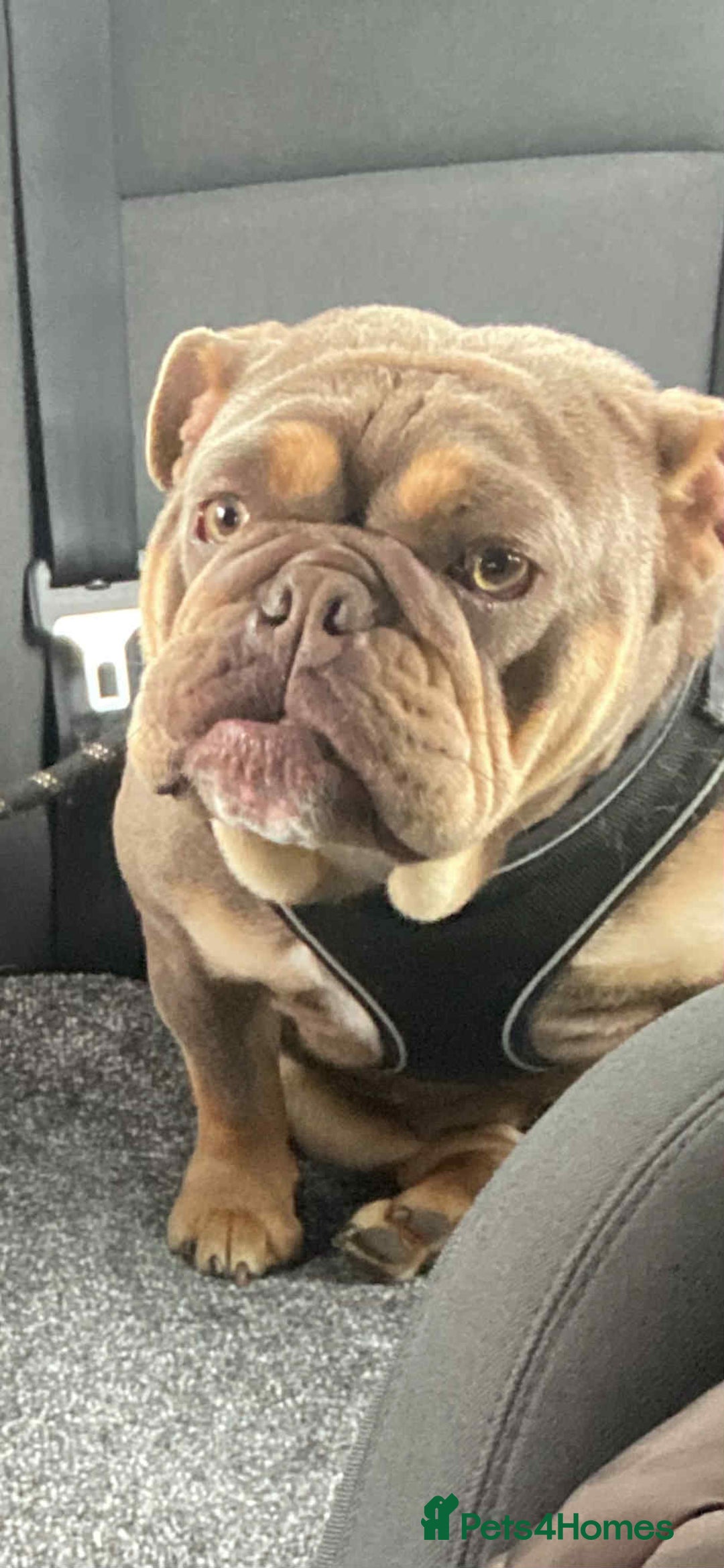 English Bulldog dogs for sale: Beautiful English bulldog - Image 4
