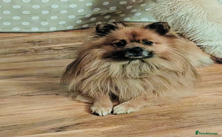 Pomeranian dogs - Advert 16