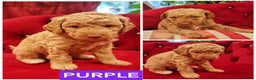 Miniature Poodle dogs for stud: RUPERT MINIATURE POODLE in Southampton - Advert 22