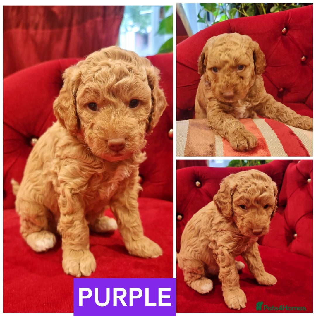 Miniature Poodle dogs for stud: RUPERT MINIATURE POODLE in Southampton - Advert 22