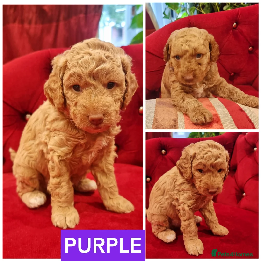 Miniature Poodle dogs for stud: RUPERT MINIATURE POODLE in Southampton - Advert 22