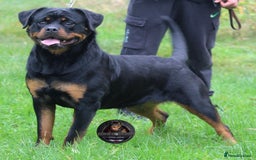 Rottweiler dogs for sale: Top KC Registered Rottweiler Puppies For Sale - Image 8