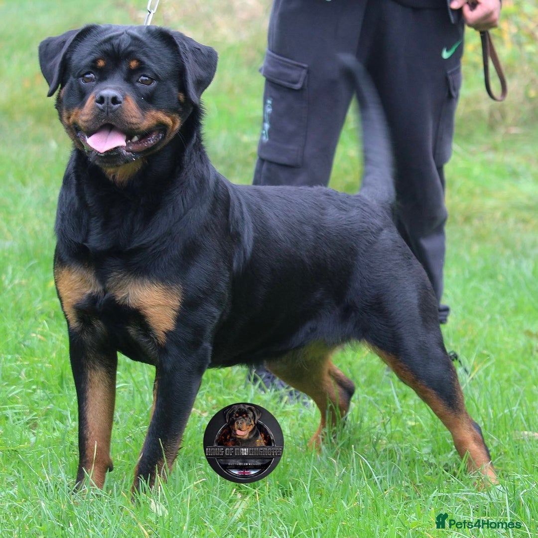 Rottweiler dogs for sale: Top KC Registered Rottweiler Puppies For Sale - Image 8