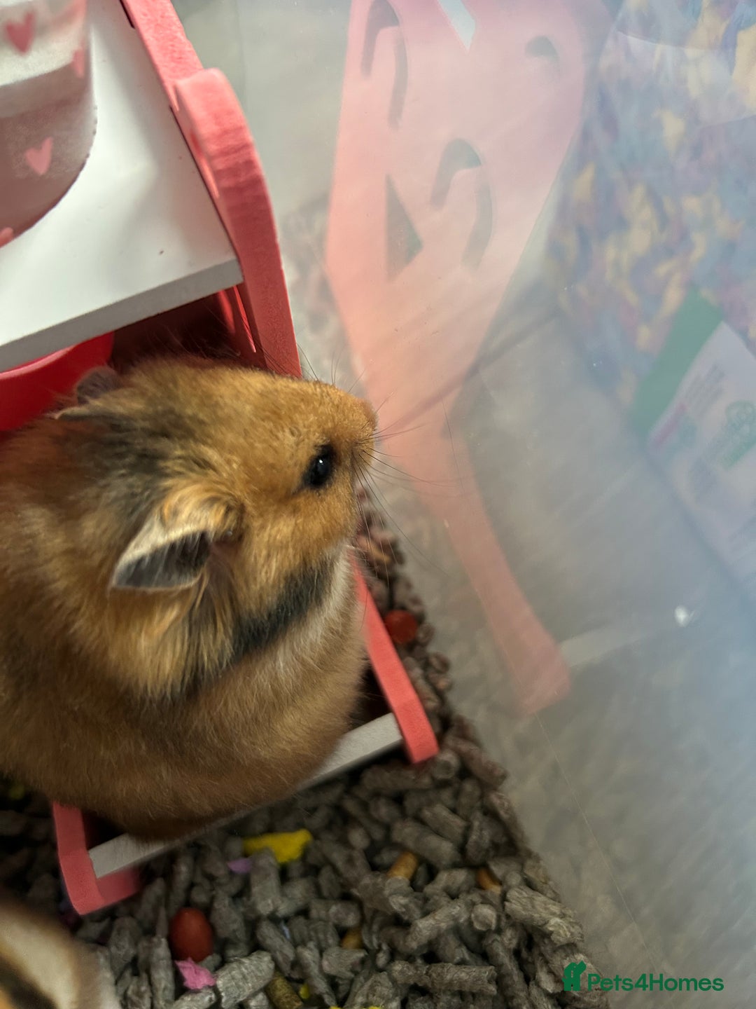 Hamster rodents for sale: Mixed males & female baby Syrian hamsters  - Advert 18