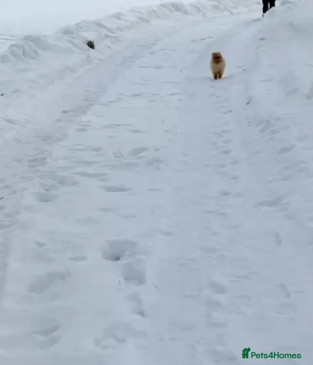 Pomeranian dogs for adoption: 🐾 CARAMEL – Female Pomeranian 🐾 in West Malling - Advert 3