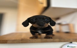 Miniature Dachshund dogs for sale:   🐾READY NOW🐾 | ONLY 1 BOY LEFT - Image 26