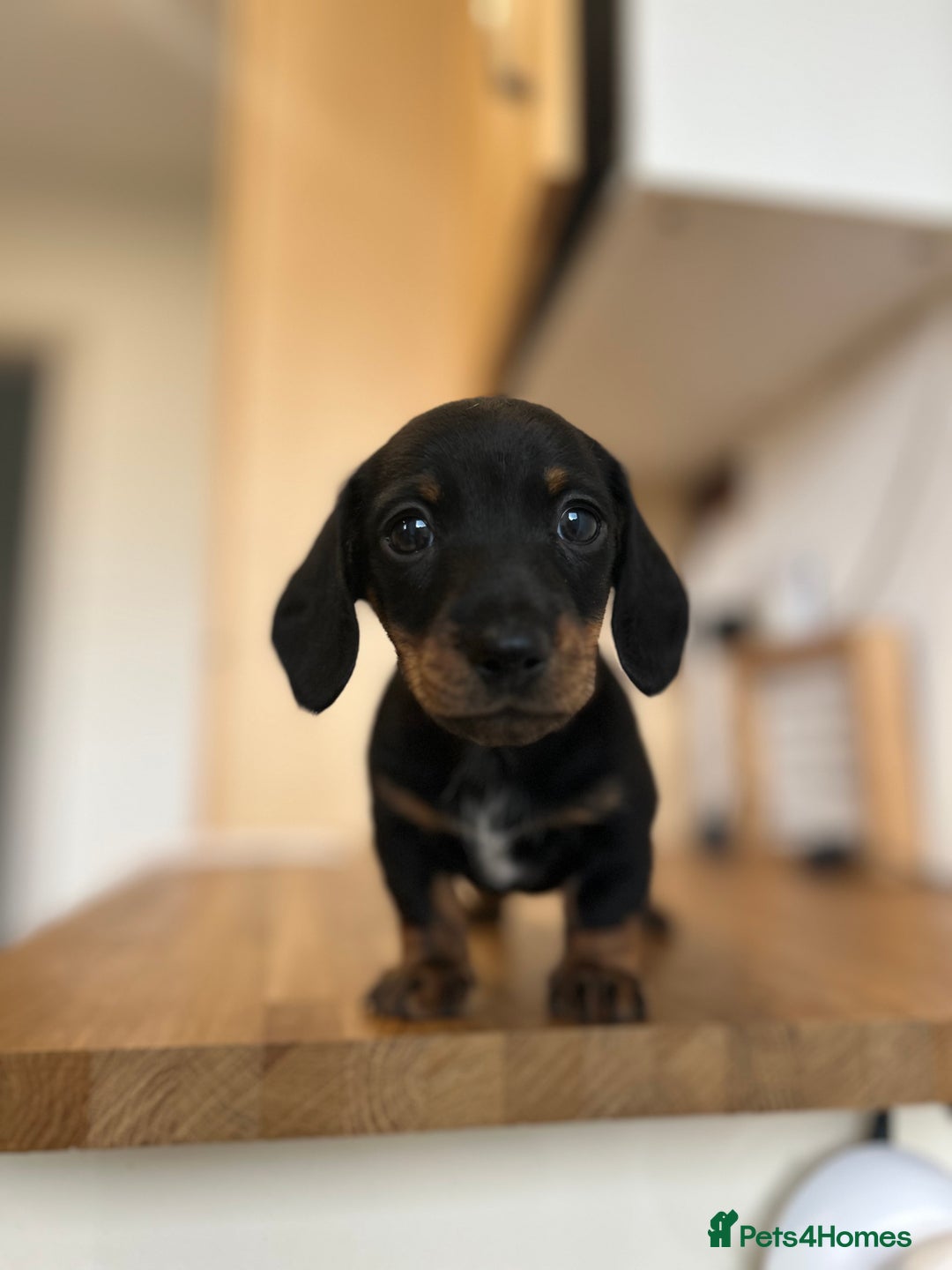 Miniature Dachshund dogs for sale:   🐾READY NOW🐾 | ONLY 1 BOY LEFT - Image 26