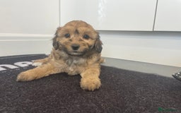 Cavapoochon dogs for sale: Beautiful Cavapoochon puppies for sale  - Image 20