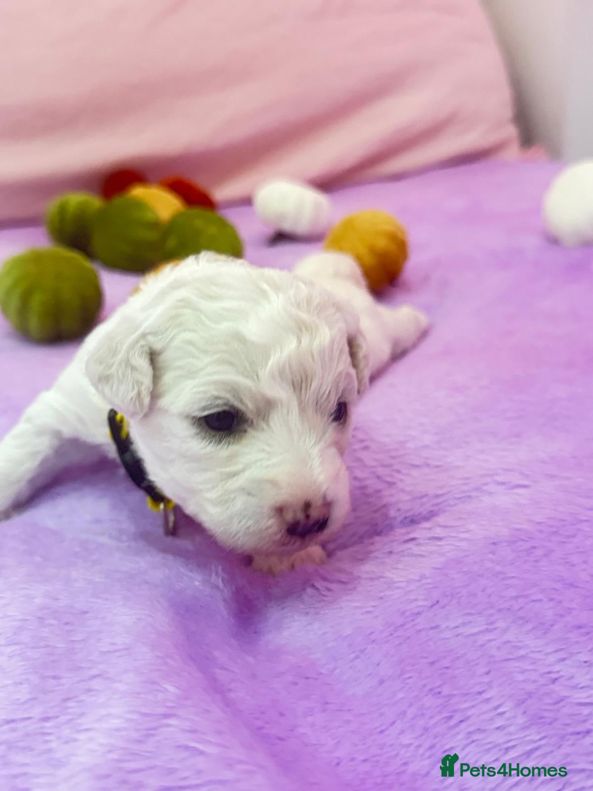 Bichon Frise dogs for sale:  💗KC BICHON FRISE PUPPIES – CHAMPION BLOODLINES💗 - Advert 2