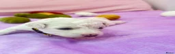 Bichon Frise dogs for sale:  💗KC BICHON FRISE PUPPIES – CHAMPION BLOODLINES💗 - Advert 2