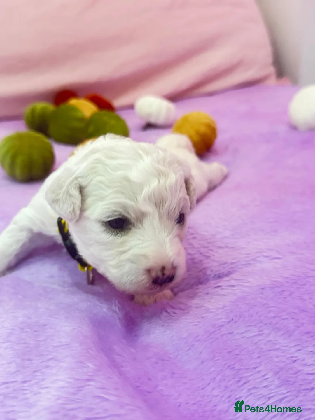 Bichon Frise dogs for sale:  💗KC BICHON FRISE PUPPIES – CHAMPION BLOODLINES💗 - Advert 2